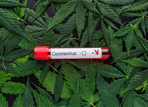 Le Cannabis Peut Prévenir et Traiter les COVID-19