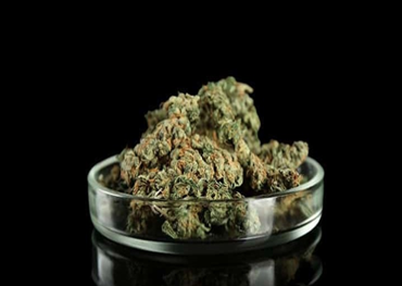 quels états autorisent la marijuana médicale?