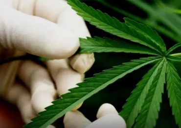 Le Laos déclare légal le traitement médical de la marijuana et du CBD ! Production et vente approuvées de marijuana, de cosmétiques au CBD et de boissons à des fins médicales
