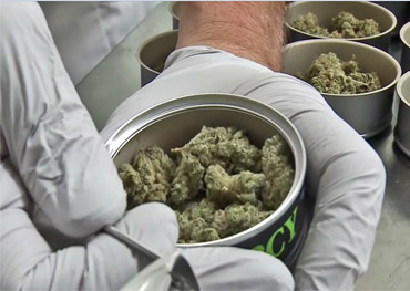 Une entreprise canadienne adopte des emballages en étain contenant du cannabis
