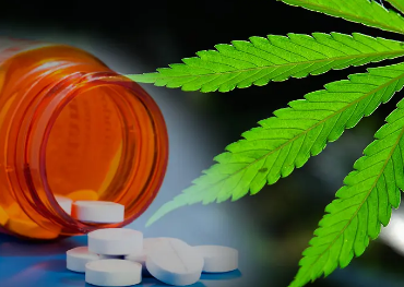 La marijuana médicale est présente dans les pharmacies de tout le pays et, en ce moment, les Grecs attendent depuis trois ans.
