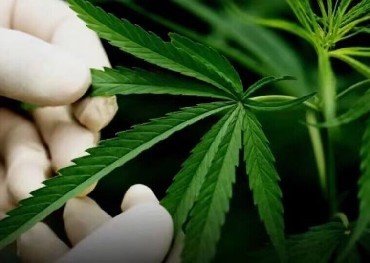 Un autre État des États-Unis à légaliser la marijuana est arrivé, le Minnesota est devenu le 23e État à légaliser la consommation de marijuana par les adultes.
    