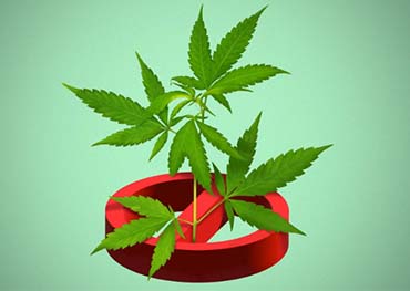 Washington DC ferme son 50e magasin de cannabis illégal dans le cadre de la répression du cannabis