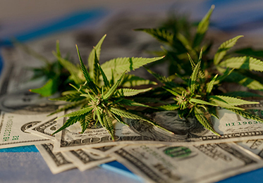 De plus en plus d’États allouent les recettes fiscales du cannabis à l’équité sociale
    