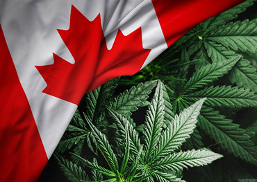 marché du cannabis canadien