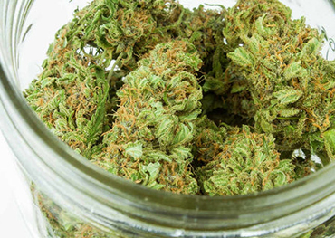 How long can dry weed last if stored properly in a glass jar?