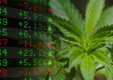 Emballage du cannabis Les stocks de cannabis américains étendus Big 2020 gains en augmentant 23% En janvier 2021 