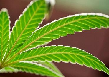  2020 législation de réforme de la politique sur la marijuana