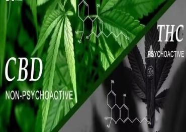 La FDA des États-Unis a examiné les recherches sur le cannabis au cours des 50 dernières années et a réexaminé et évalué les recherches futures sur les dérivés du cannabis et le CBD.
    