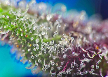Que sont les trichomes du cannabis ?