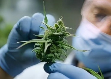 La consommation combinée d’alcool et de cannabis pourrait accroître les risques d’addiction